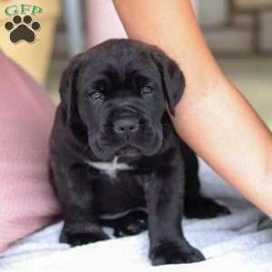 Shadow, Cane Corso Puppy